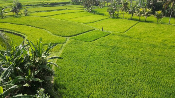 Daun Cabe Keriting: 6 Penyebab, Cara Identifikasi, dan Solusi Tepat per Penyebab