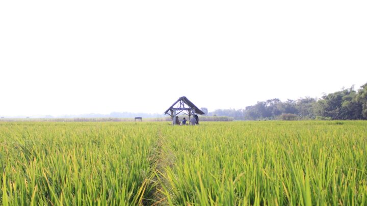 Kutu Daun pada Cabai, Padi, dan Sayuran: Identifikasi dan Pengendalian Terpadu