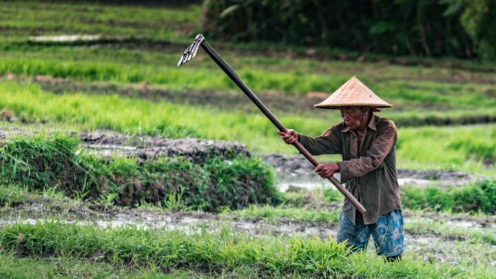 Panen Lebih Banyak dengan Rotasi Tanaman: Jurus Ampuh Petani!