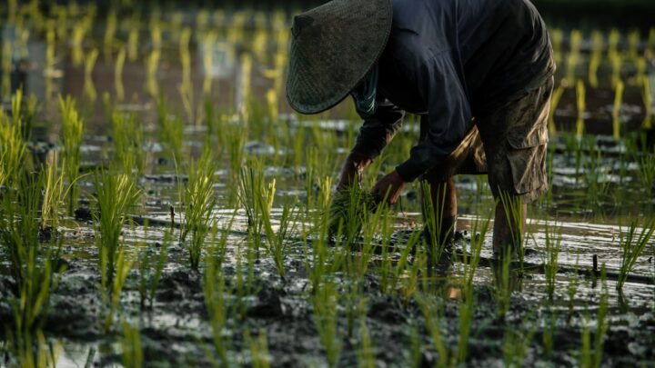 Panen Lebih Banyak dengan Rotasi Tanaman: Jurus Ampuh Petani!