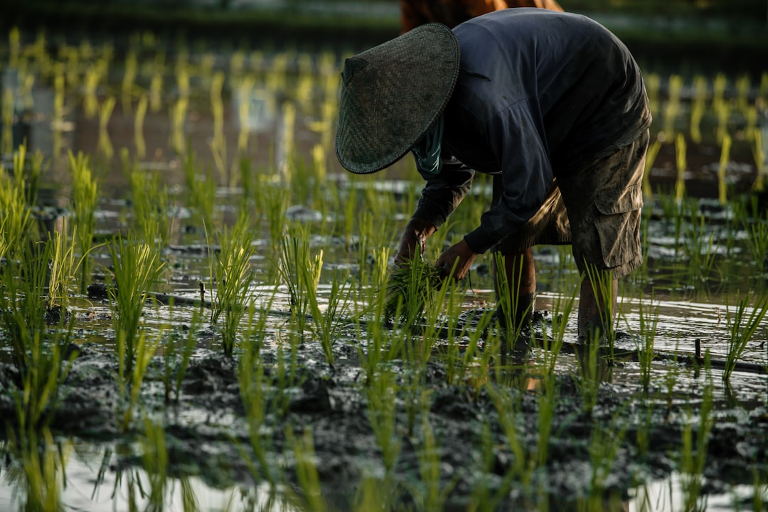 Panen Lebih Banyak dengan Rotasi Tanaman: Jurus Ampuh Petani!