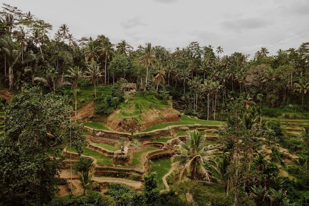 Panen Lebih Cuan: Studi Kasus Padi Hibrida di Lahan Sawah