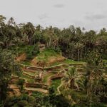Panen Lebih Cuan: Studi Kasus Padi Hibrida di Lahan Sawah