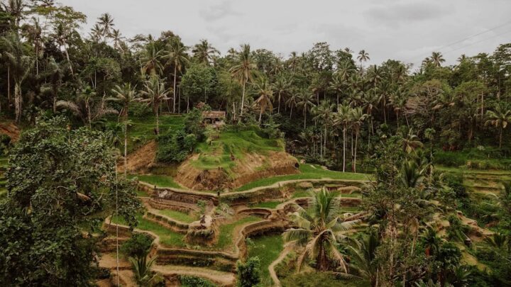 Panen Lebih Cuan: Studi Kasus Padi Hibrida di Lahan Sawah