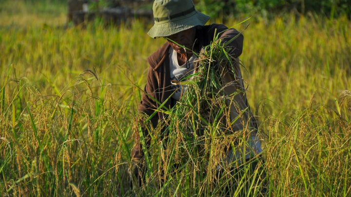 Panen Rusak? Ini Cara Selamatkan Hasilmu dari Hama!