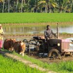 Blas Padi: Penyakit Paling Merusak pada Padi Sawah Indonesia