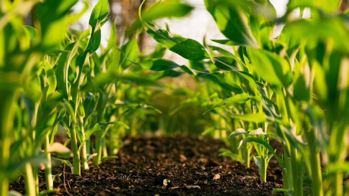 Apa Itu Gabah, GKP, dan GKG? Panduan Lengkap untuk Petani Padi Indonesia