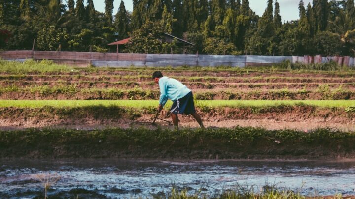 Rotasi Tanaman: Cara Mudah Menjaga Kesuburan Lahan dan Memutus Siklus Hama