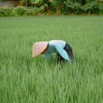 Rotasi Tanaman: Pupuk Alami untuk Lahanmu, Pak Tani!