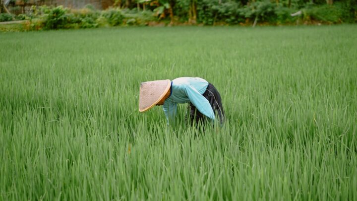 Rotasi Tanaman: Pupuk Alami untuk Lahanmu, Pak Tani!