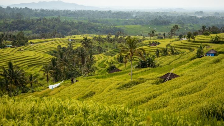 Hopperburn Padi: Kenali Gejala, Penyebab, dan Cara Pemulihannya