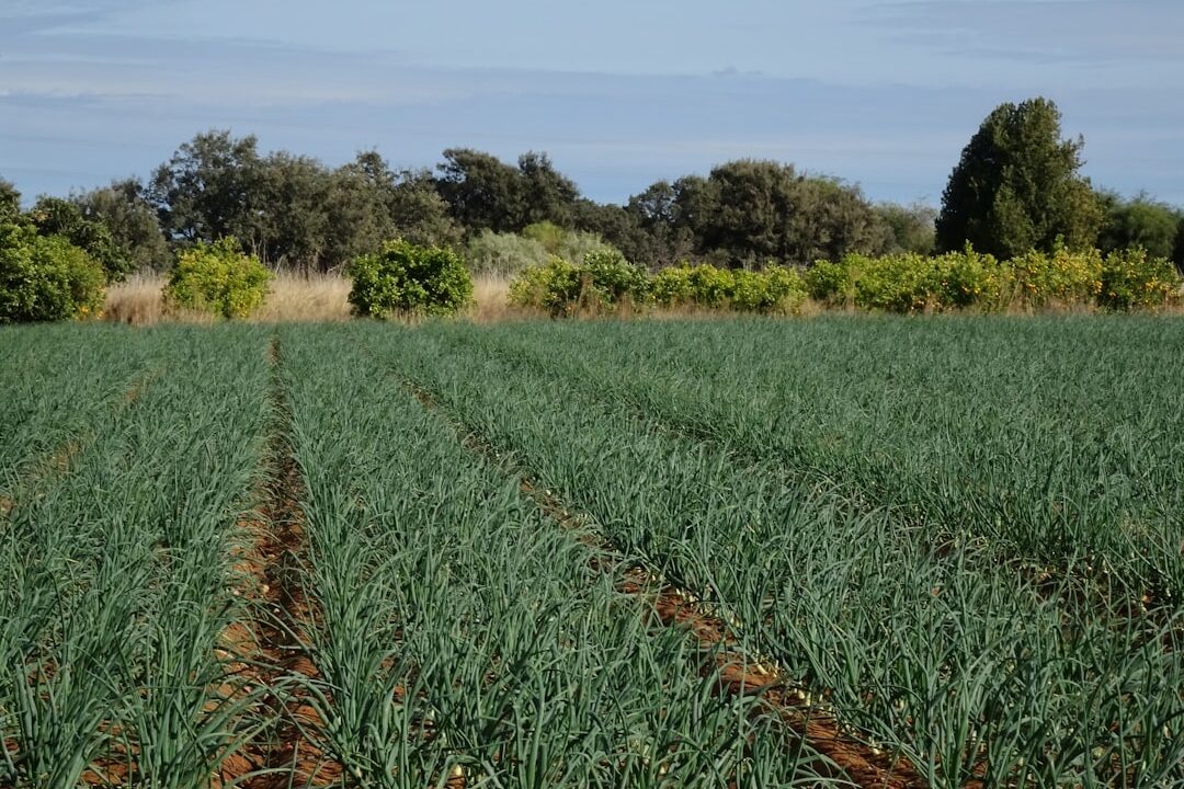 Pengairan Sawah yang Benar: Panduan Teknik AWD, SRI, dan Jadwal per Fase untuk PPL
