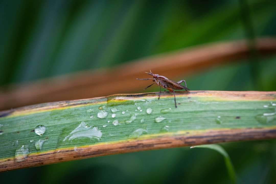 Pemilihan insektisida yang tepat untuk wereng