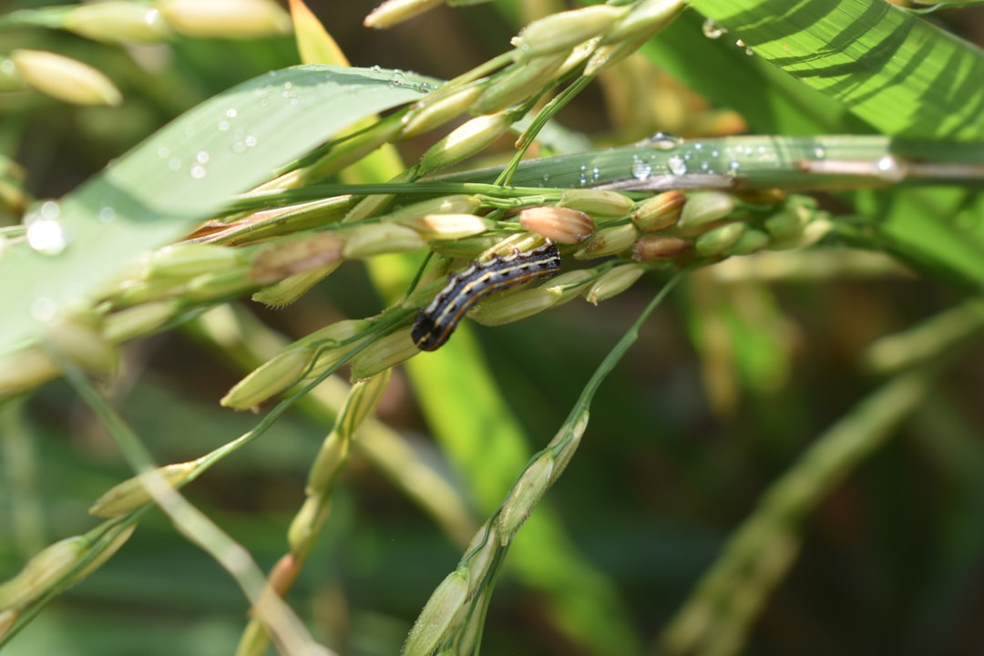AgriAgent - solusi cerdas hadapi hama padi