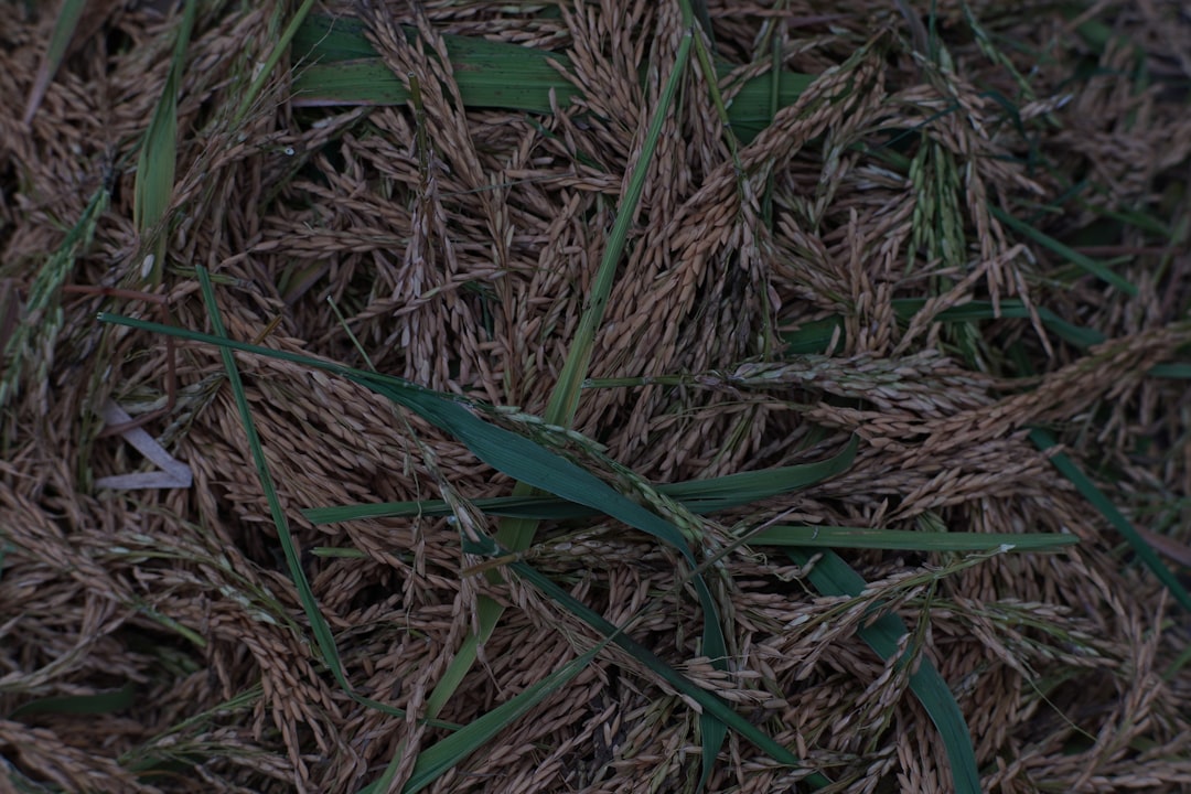 AgriAgent - solusi cerdas hadapi hama padi