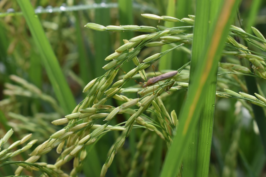 AgriAgent - solusi cerdas hadapi hama padi