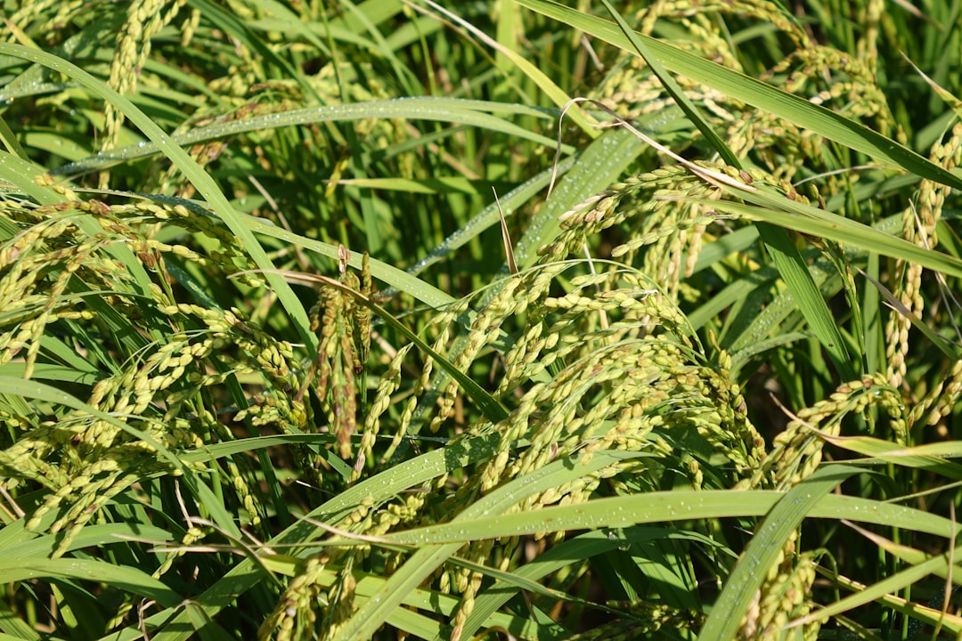 AgriAgent - solusi cerdas hadapi hama padi