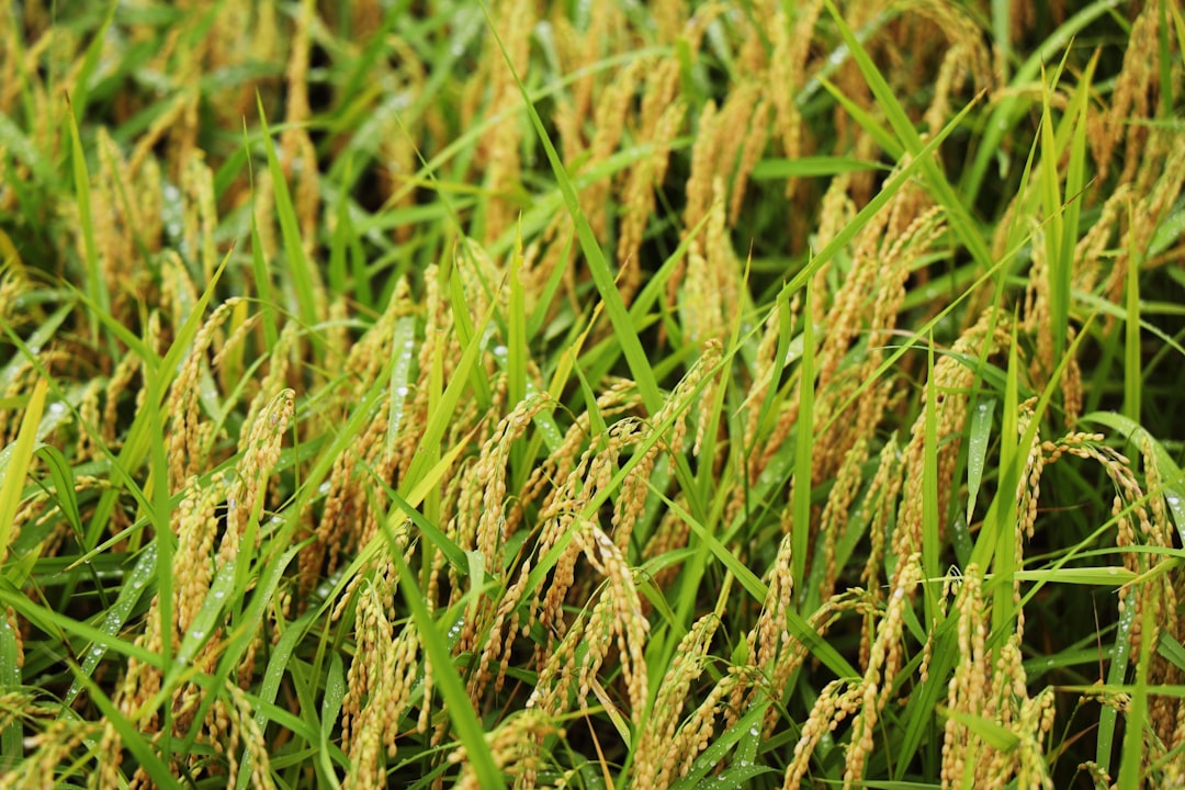 AgriAgent solusi cerdas hadapi hama padi