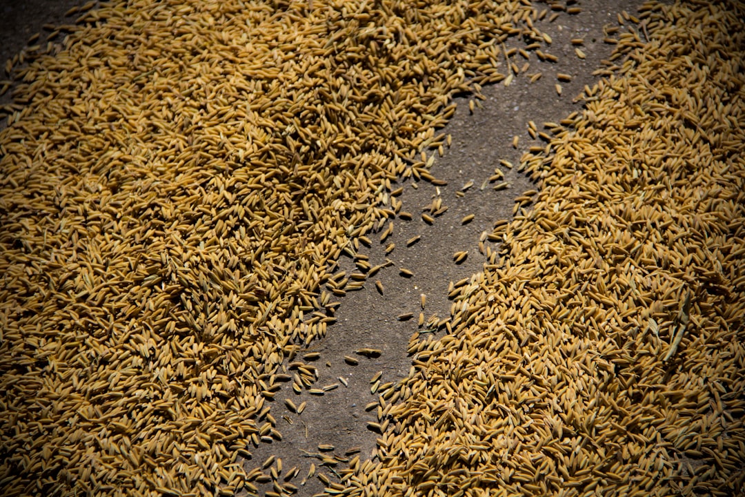 AgriAgent - solusi cerdas hadapi hama padi