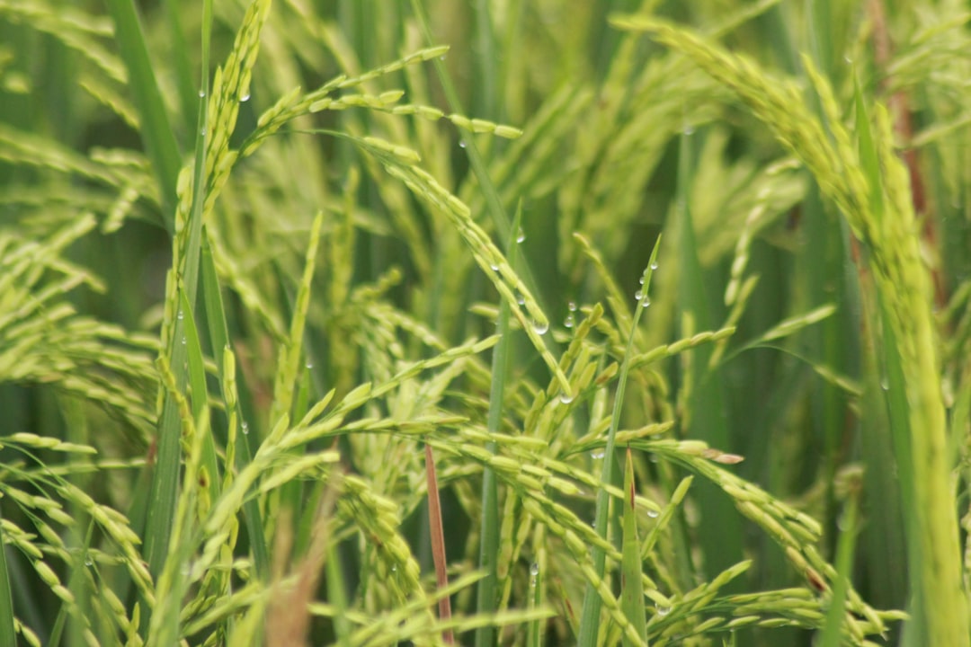 AgriAgent - solusi cerdas hadapi hama padi