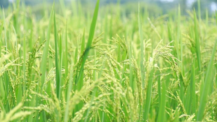 Hama Wereng Sulawesi Selatan: Pola Serangan dan Strategi Petani Lokal