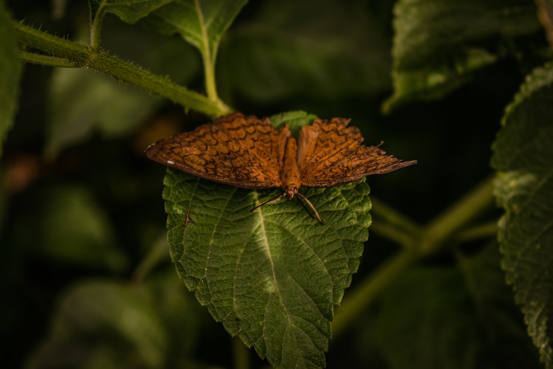 AgriAgent - solusi cerdas hadapi hama padi