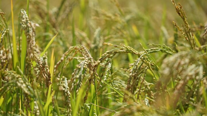 Musuh Alami Wereng Cokelat: Laba-laba Sawah, Kepik, dan Parasitoid
