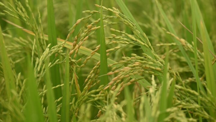 Wereng Cokelat Resisten Insektisida: Tanda-tanda dan Cara Mengatasinya