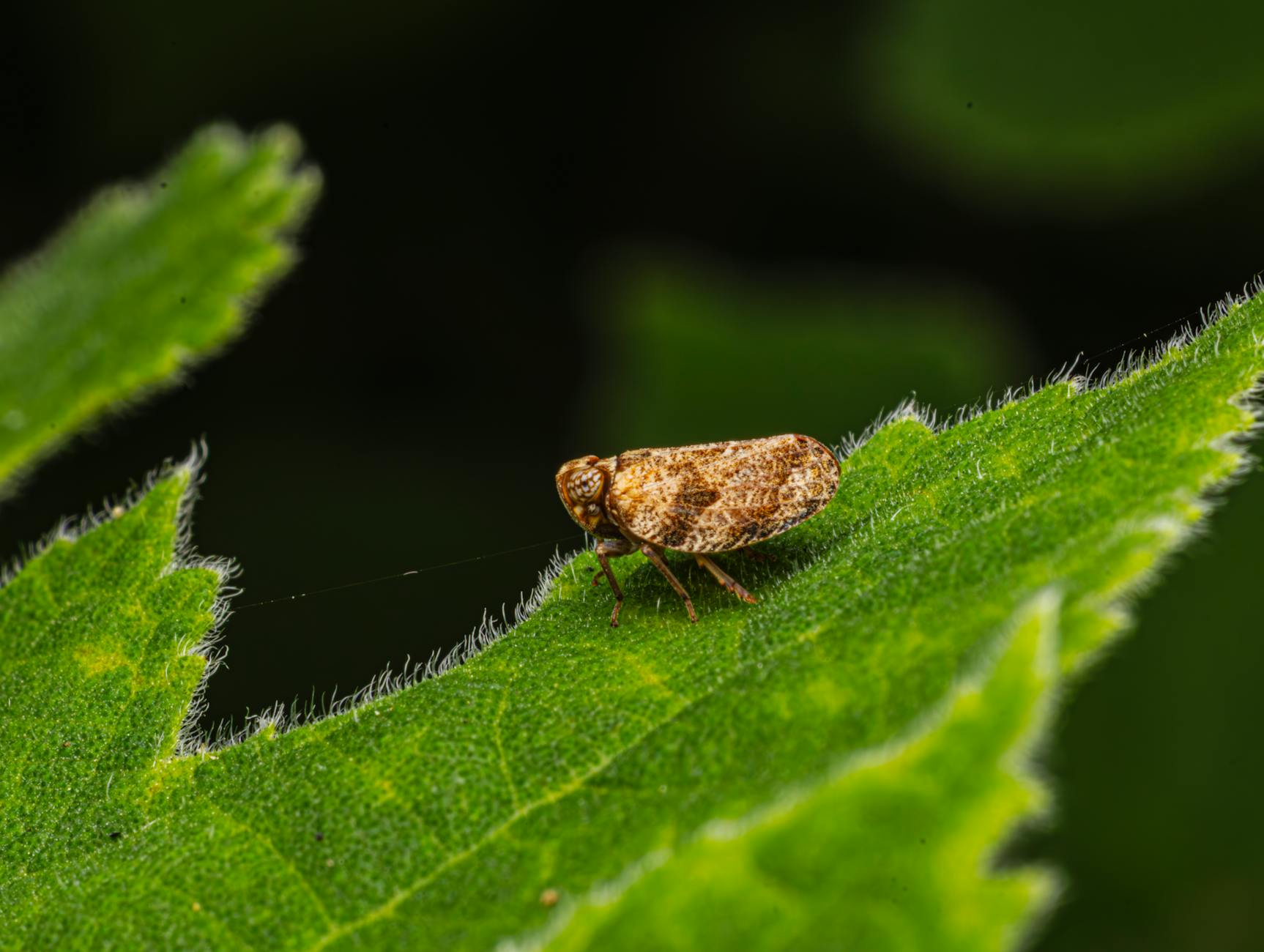 Hama wereng coklat (brown planthopper) hinggap di daun padi - salah satu hama utama yang perlu dikuasai PPL