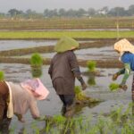 Jurus Ampuh Rotasi Tanaman: Usir Hama & Penyakit Tanpa Ribet!