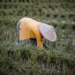 Panen Berlimpah: 5 Tips Mudah untuk Petani Kecil