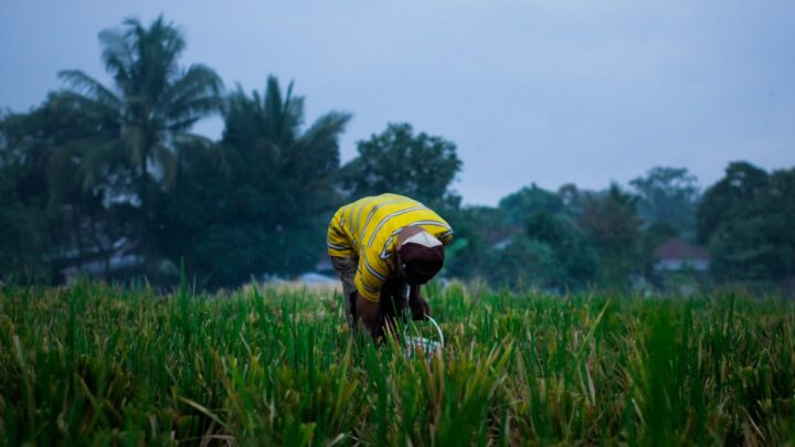 Panen Berlimpah: 5 Tips Mudah untuk Petani Kecil!