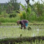 Panen Berlimpah! Panduan Lengkap Tanam Padi untuk Petani Desa