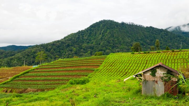 Panen Cabai Melimpah: Panduan Lengkap untuk Petani Kecil!