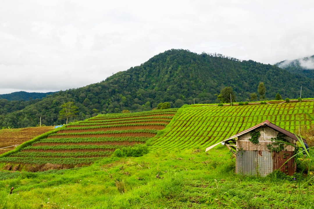 Panen Cabai Melimpah: Panduan Lengkap untuk Petani Kecil!