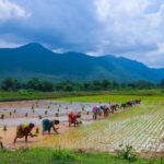 Rotasi Tanaman: Jurus Ampuh Lahan Subur & Panen Melimpah!