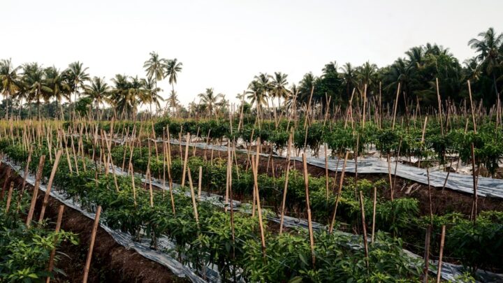 Studi Kasus: Panen Cabai Hibrida Melimpah di Lahan Sempit
