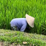 Jurus Ampuh Rotasi Tanaman: Usir Hama & Penyakit Tanpa Ribet!