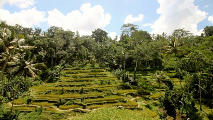 Kapan Waktu Tanam yang Pas? Panduan Musim Tanam untuk Petani Kecil