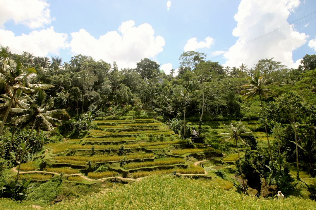 Kapan Waktu Tanam yang Pas? Panduan Musim Tanam untuk Petani Kecil