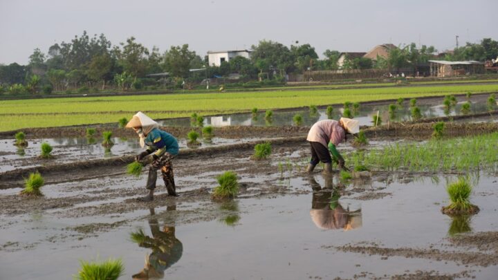 Musim Tanam: Kunci Sukses Panen Melimpah!