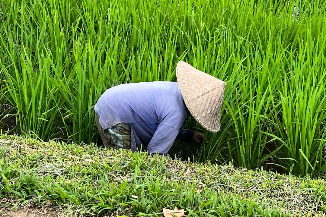 Musim Tanam Sukses: Kunci Panen Berlimpah di Lahan Sendiri!