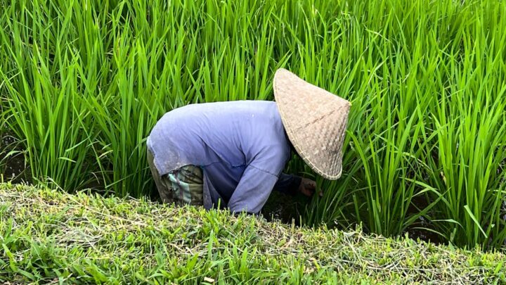 Musim Tanam Sukses: Kunci Panen Berlimpah di Lahan Sendiri!