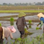 Panen Berlimpah: 5 Tips Jitu untuk Petani Kecil!