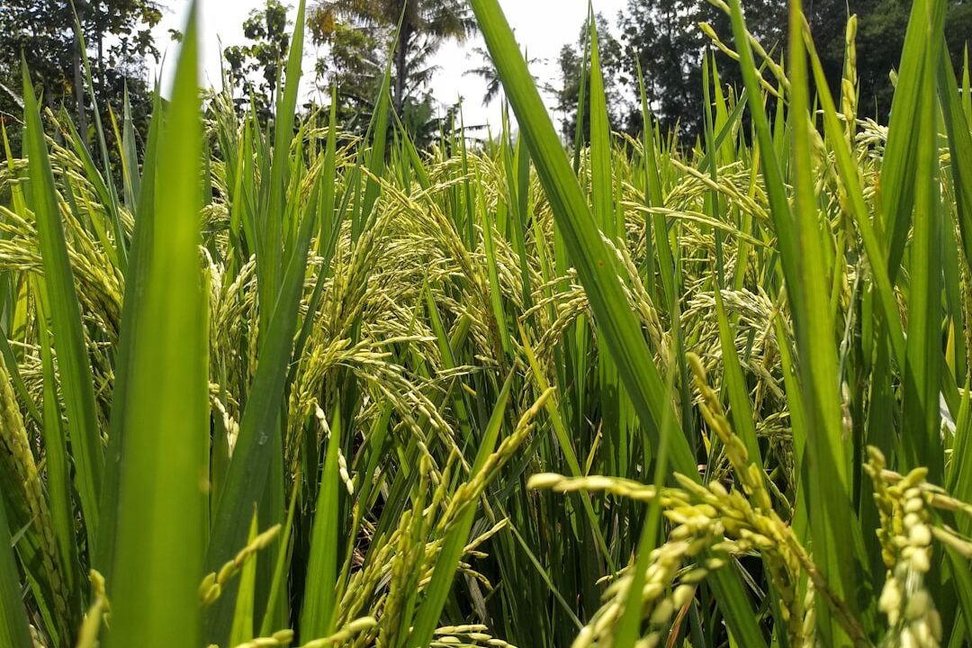 Panen Lebih Banyak dengan Rotasi Tanaman: Jurus Jitu Petani!