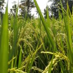 Panen Lebih Banyak dengan Rotasi Tanaman: Jurus Jitu Petani!