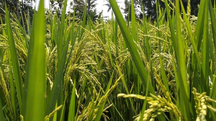 Panen Lebih Banyak dengan Rotasi Tanaman: Jurus Jitu Petani!