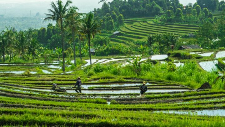 Panen Lebih Banyak Padi dengan Rotasi Tanaman, Yuk Coba!