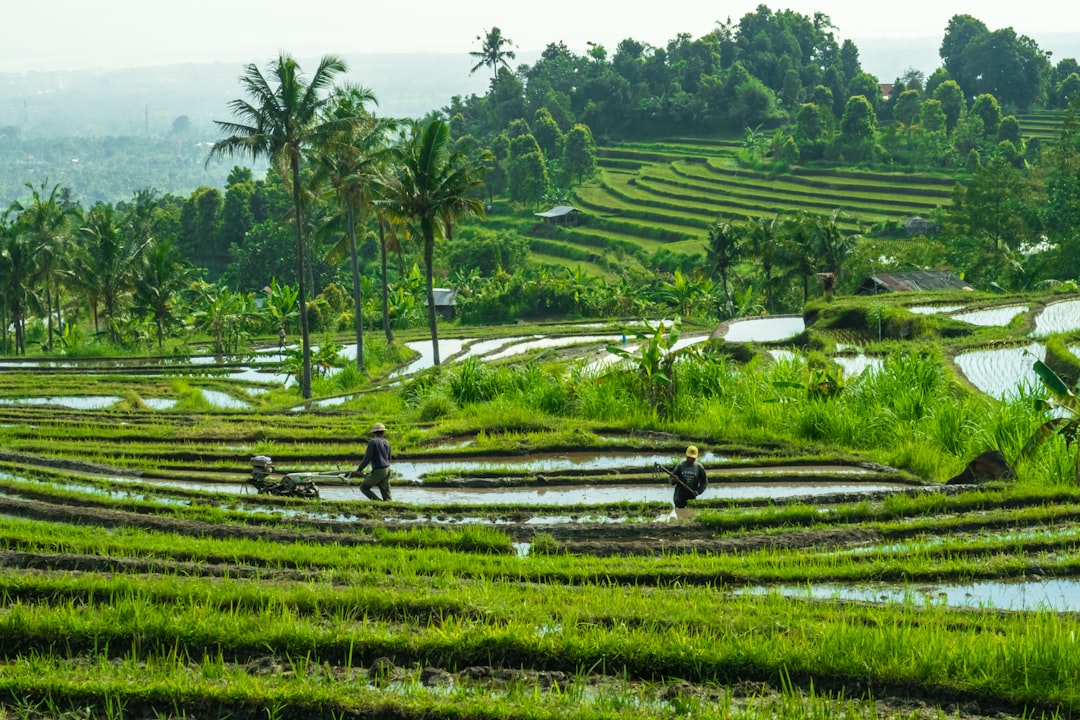 Panen Lebih Banyak Padi dengan Rotasi Tanaman, Yuk Coba!