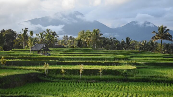 Panen Lebih Cuan dengan Padi Hibrida: Kisah Sukses Pak Tani!